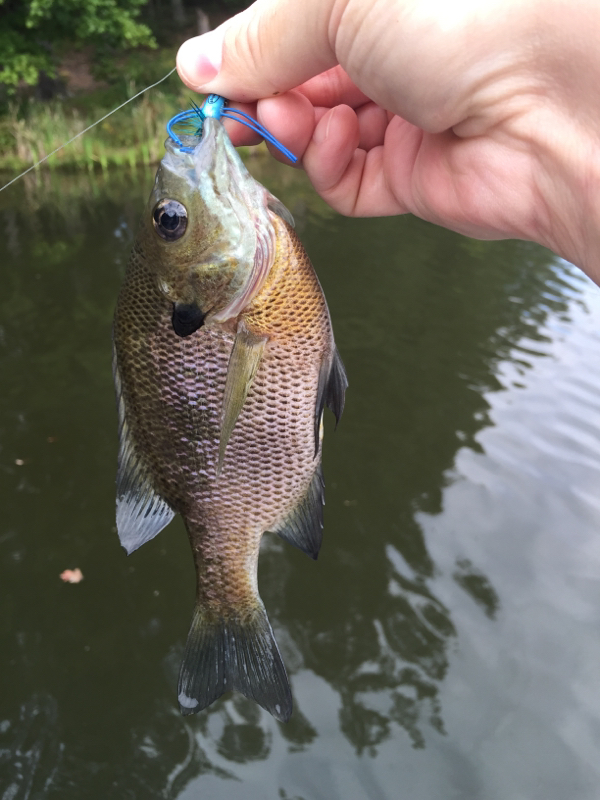 Locust Shade Park Pond VA Fishing Reports, Map & Hot Spots