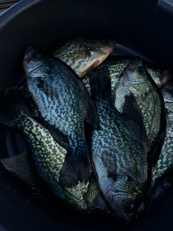 Orange Lake and Lochloosa Lake FL Fishing Reports, Map & Hot Spots