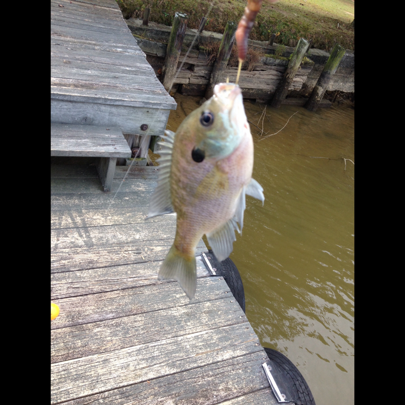 Weiss Lake AL Fishing Reports, Map & Hot Spots