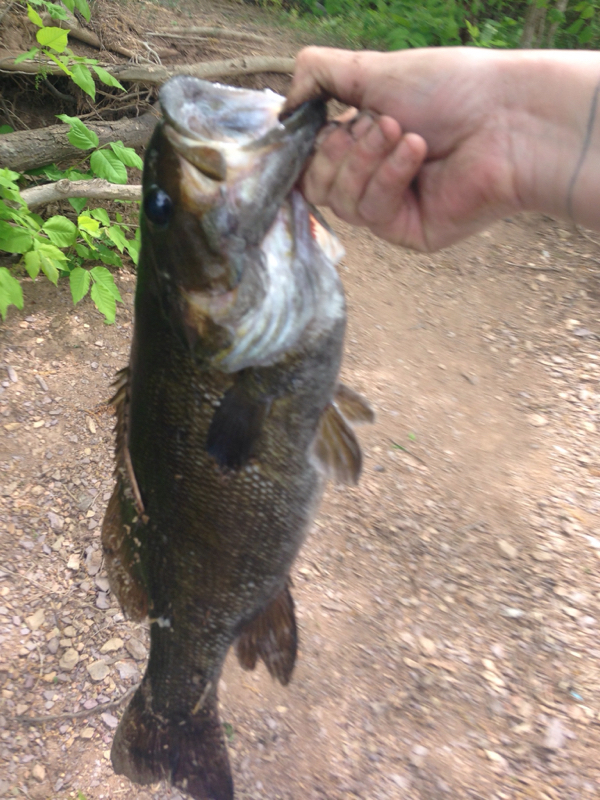 Blue Marsh Lake PA Fishing Reports, Map & Hot Spots