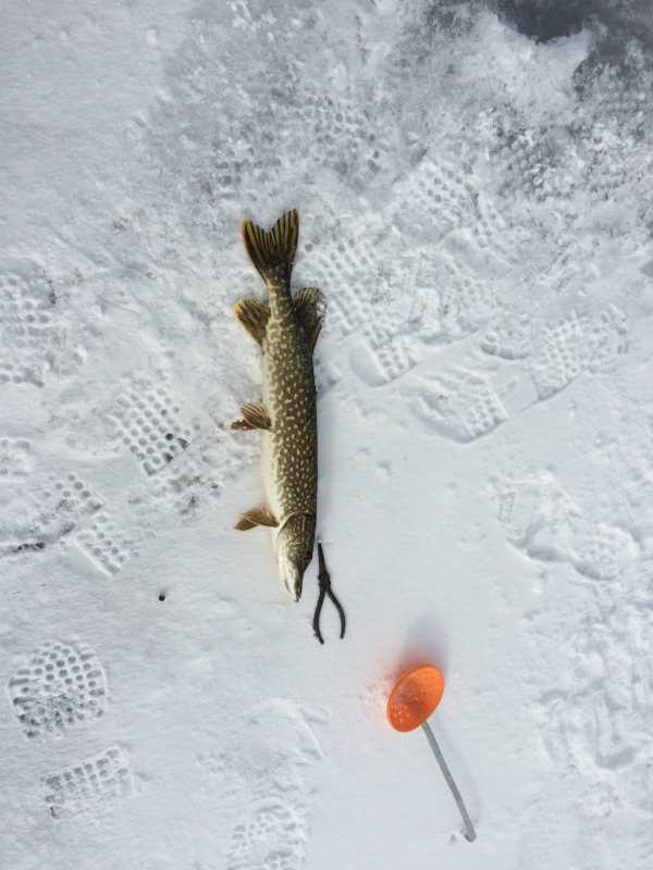 Whitmore Lake MI Fishing Reports, Map & Hot Spots