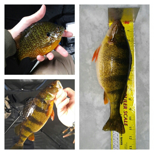 Lake St. Helen MI Fishing Reports, Map & Hot Spots