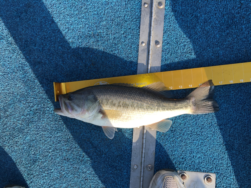 Sandy River Reservoir VA Fishing Reports, Map & Hot Spots