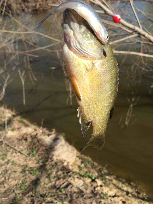 Proctor Lake TX Fishing Reports, Map & Hot Spots