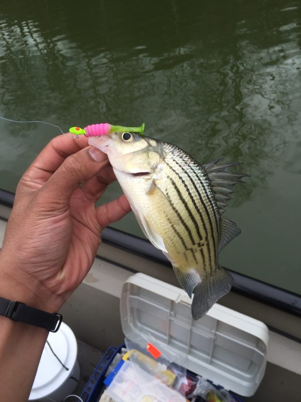 Fort Loudon Reservoir TN Fishing Reports, Map & Hot Spots