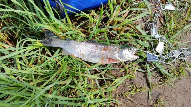 Henry Hagg Lake OR Fishing Reports, Map & Hot Spots