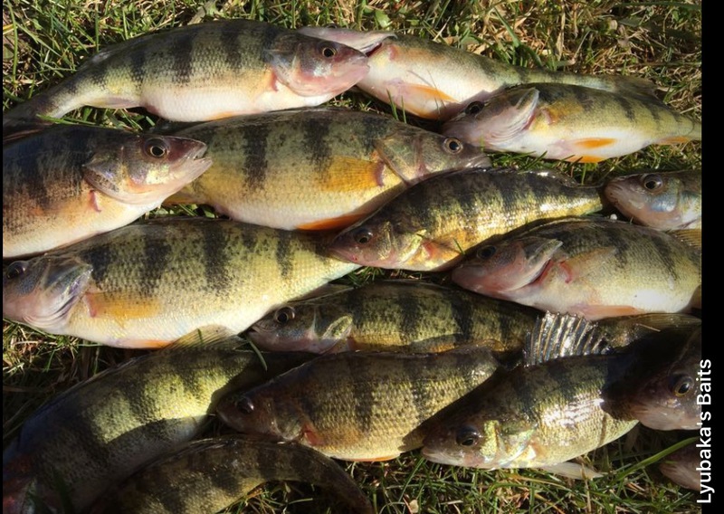Mason Lake WI Fishing Reports, Map & Hot Spots