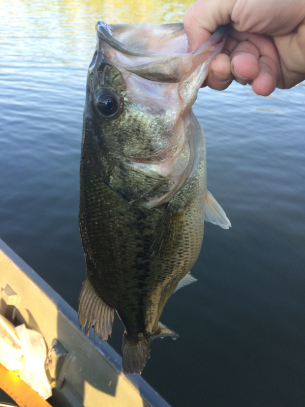 Otter Lake IL Fishing Reports, Map & Hot Spots