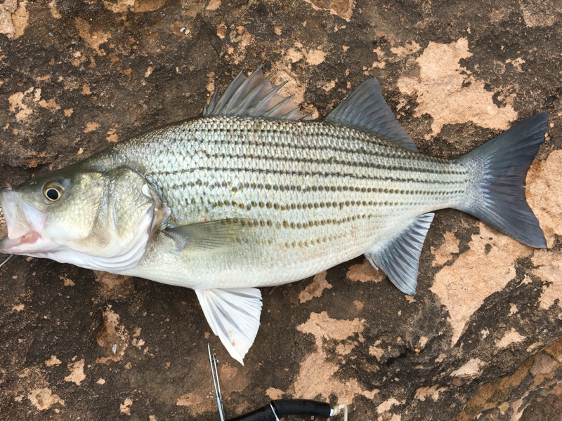 Cheney Reservoir KS Fishing Reports, Map & Hot Spots