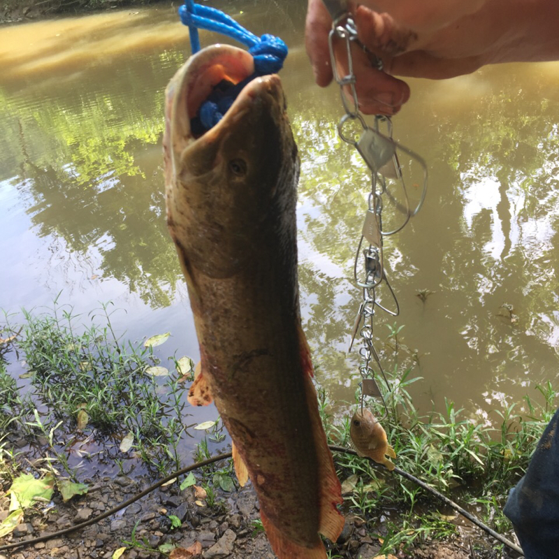 Beech Fork Lake WV Fishing Reports, Map & Hot Spots