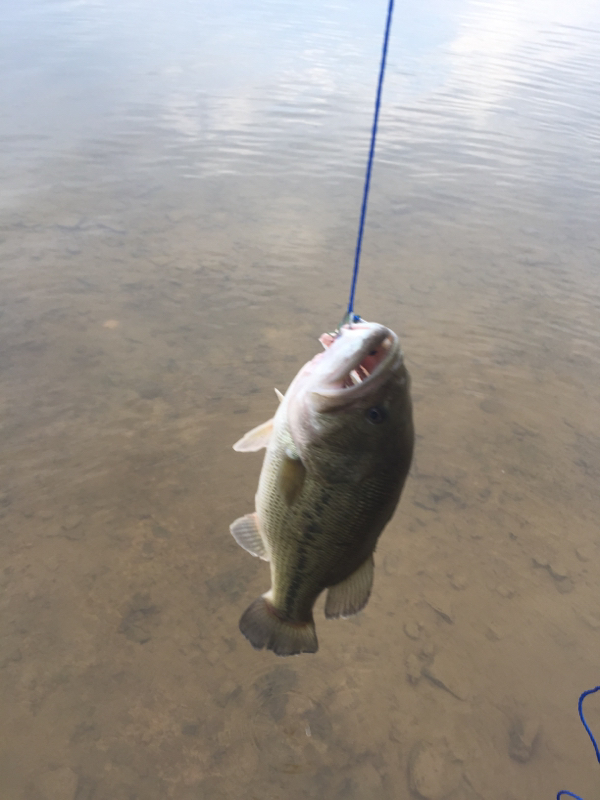Lake Galena (Peace Valley Reservoir) PA Fishing Reports, Map & Hot Spots