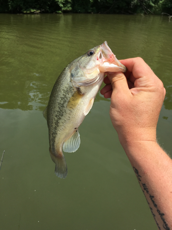 Otter Lake IL Fishing Reports, Map & Hot Spots