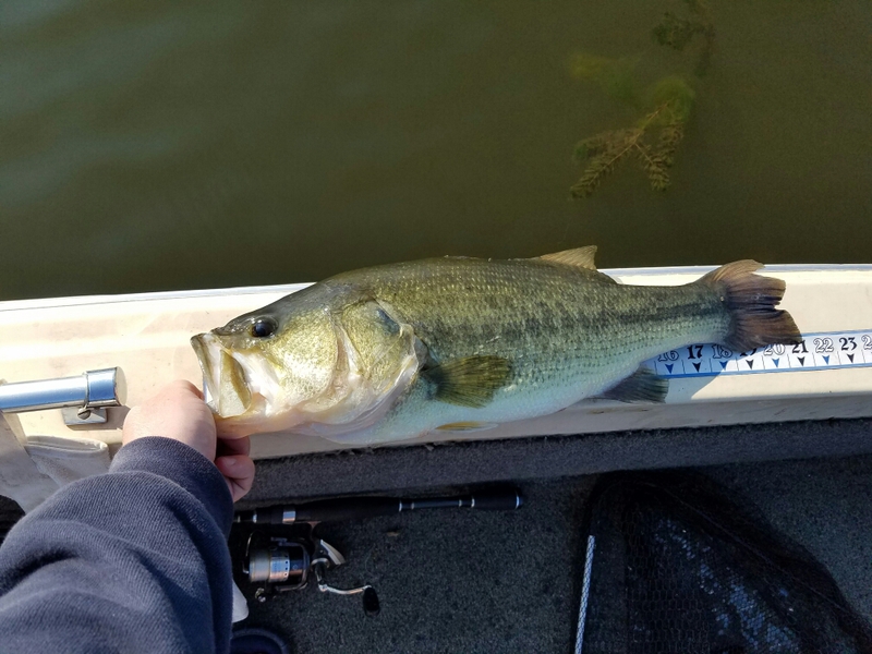Lake Wilhelm PA Fishing Reports, Map & Hot Spots