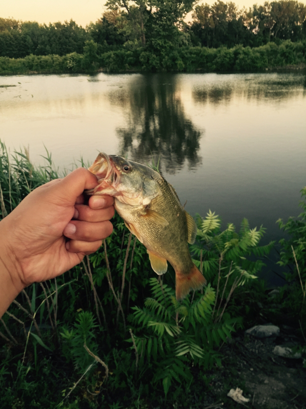Lake Erie Sandusky Bay OH Fishing Reports, Map & Hot Spots