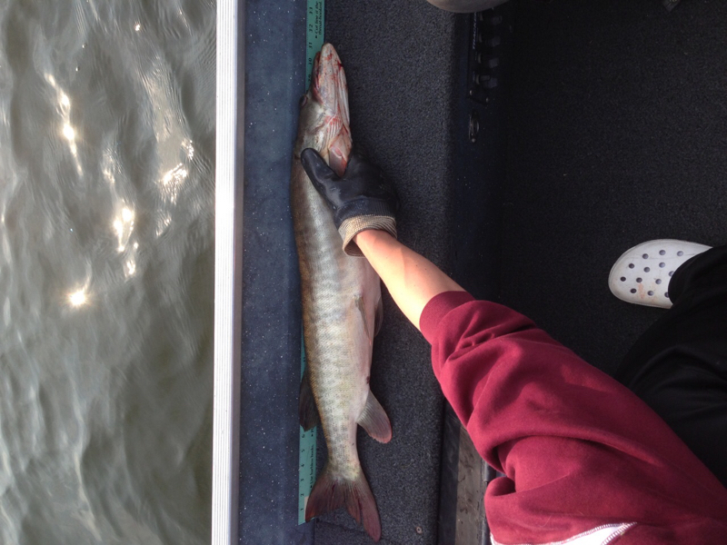 Yellow Lake WI Fishing Reports, Map & Hot Spots