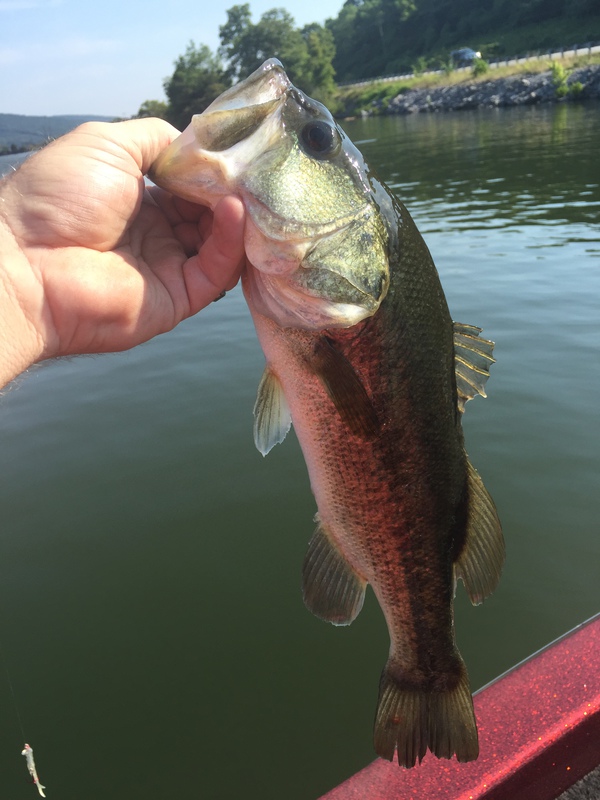 Nickajack Lake TN Fishing Reports, Map & Hot Spots