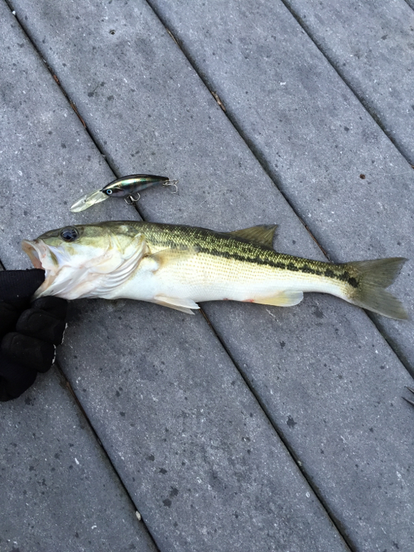 Mountain Island Lake NC Fishing Reports, Map & Hot Spots