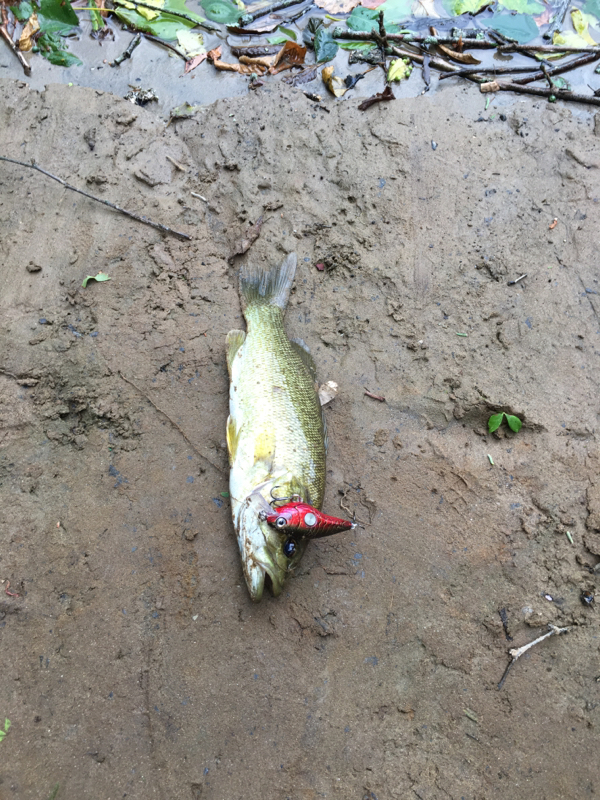 Rappahannock River (Motts Run) VA Fishing Reports, Map & Hot Spots