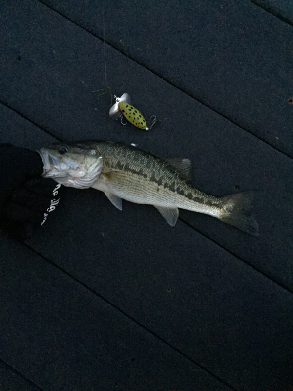 Mountain Island Lake NC Fishing Reports, Map & Hot Spots