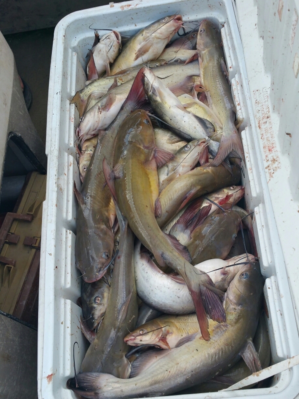 Rend Lake IL Fishing Reports, Map & Hot Spots