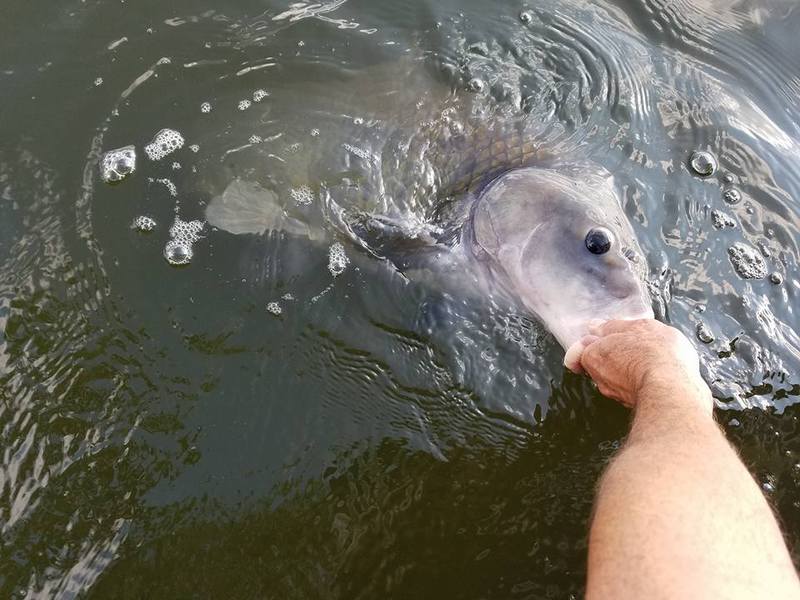 Old Hickory Lake TN Fishing Reports, Map & Hot Spots