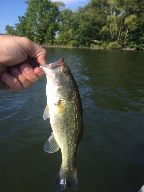 Lake Galena (Peace Valley Reservoir) PA Fishing Reports, Map & Hot Spots