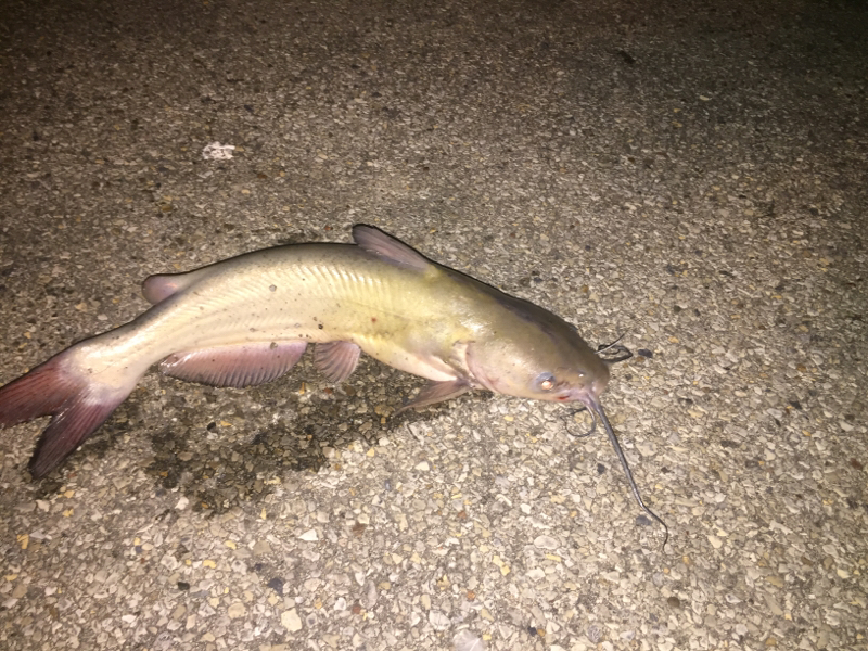 Rend Lake IL Fishing Reports, Map & Hot Spots