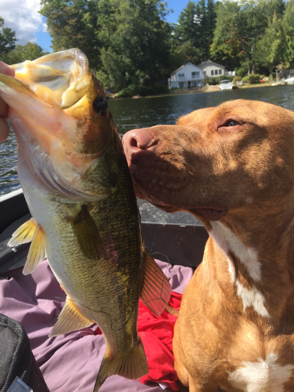 Great Pond NH Fishing Reports, Map & Hot Spots