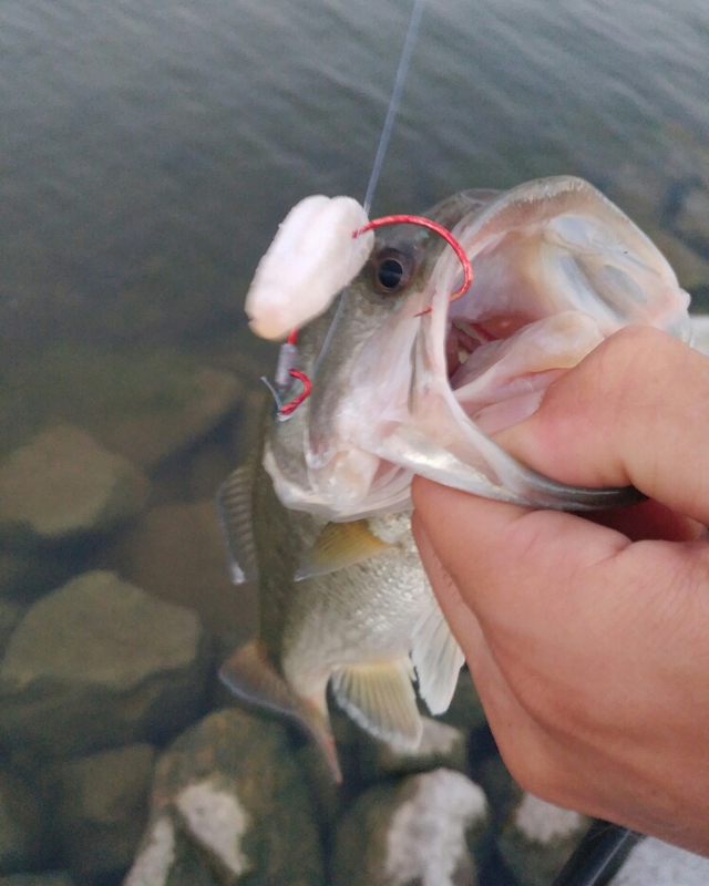 Lake Ray Hubbard TX Fishing Reports, Map & Hot Spots