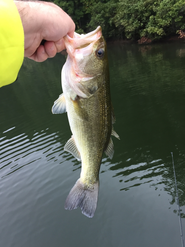 Lake Anna VA Fishing Reports, Map & Hot Spots