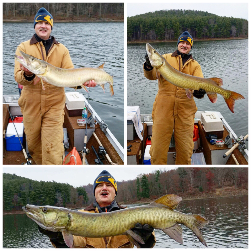 Caught a Muskellunge on Leesville Lake using a live shad