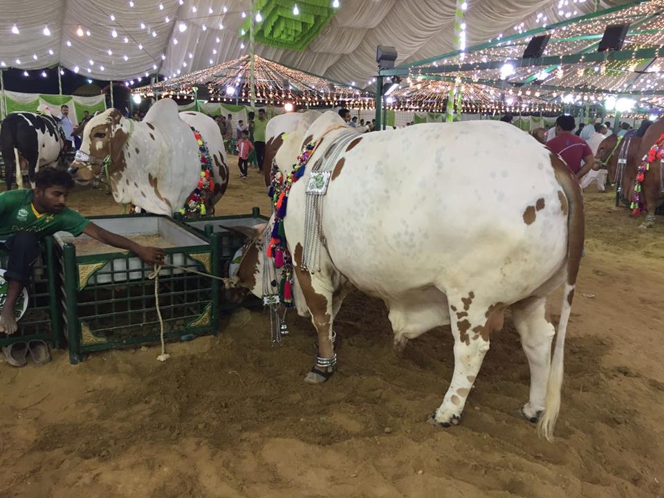 Afridi Cattle Farm 2016 26 pics
