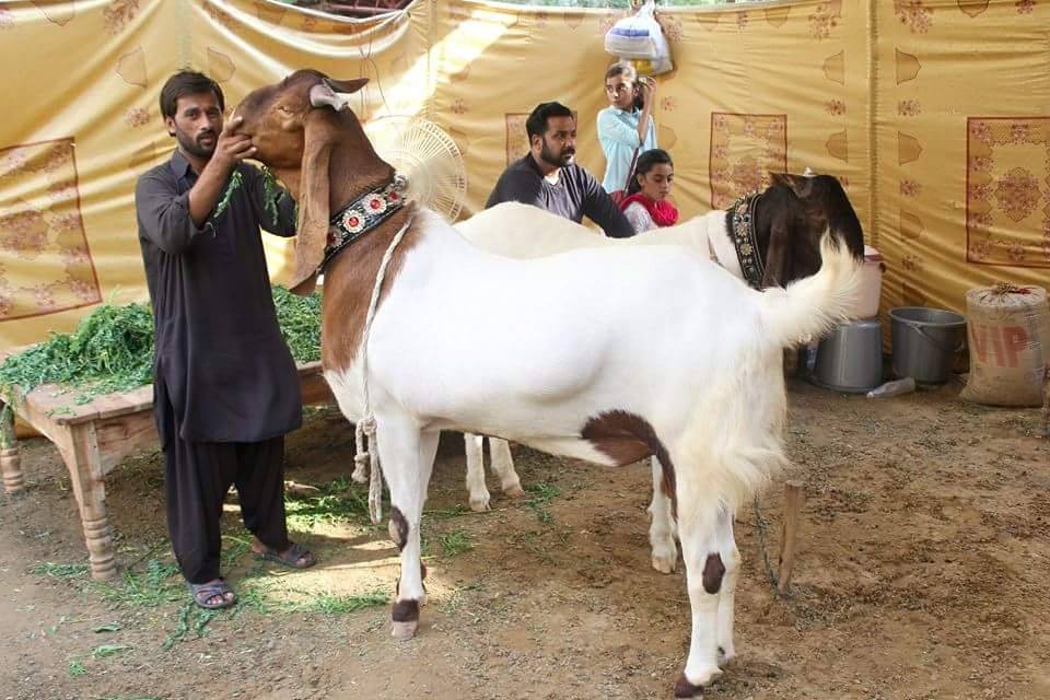 Beautiful Heavy Weight Goats 2016 6 pics