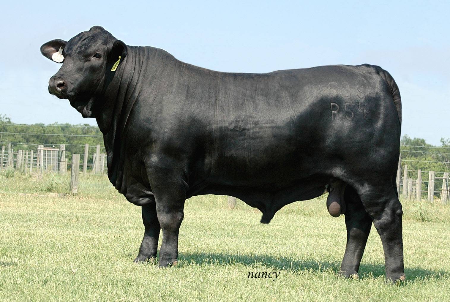 American Brown Swiss Cow Breeds 51 pics