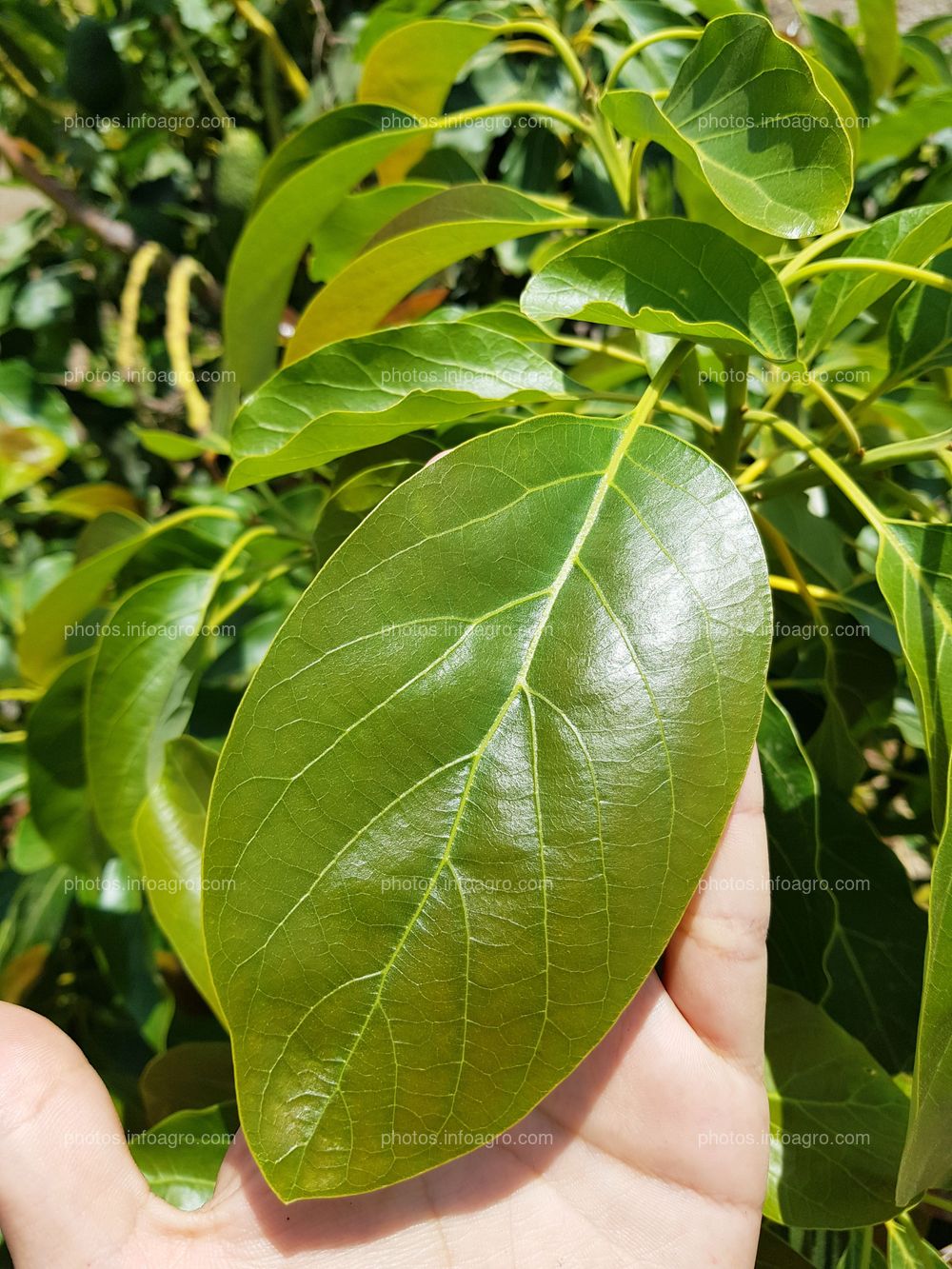Hoja de palta Infoagro