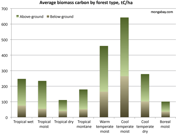 Temperate forests store more carbon than tropical forests, finds study