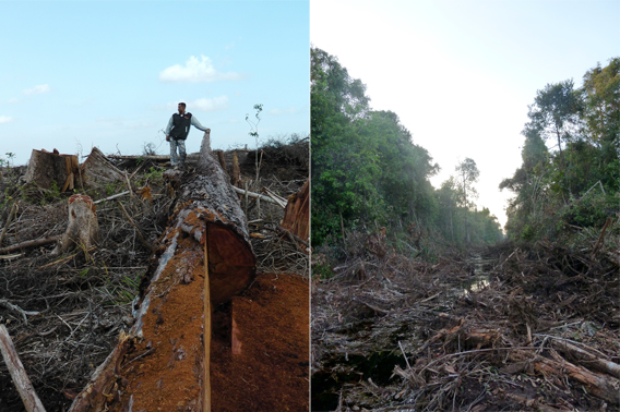 Indonesia to investigate palm oil company that allegedly