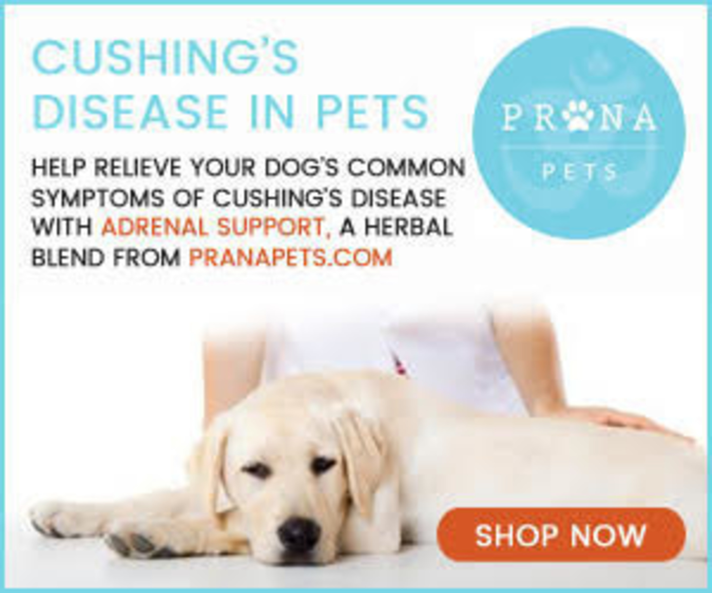 Holistic Treatment For Cushing's In Dogs
