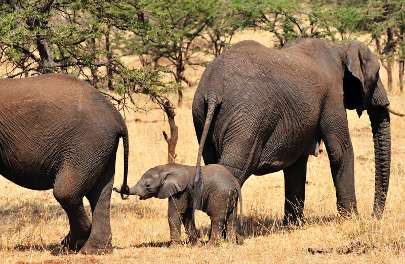 Baby Elephant Catching Brother's TailNorth Serengeti (Tarime, Tanzania