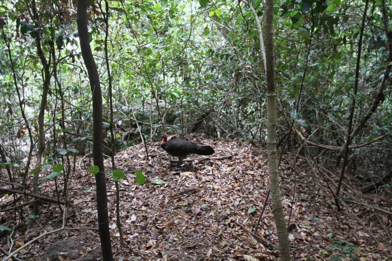 Cape Hillsborough National Park Big Lap Australia 20122013