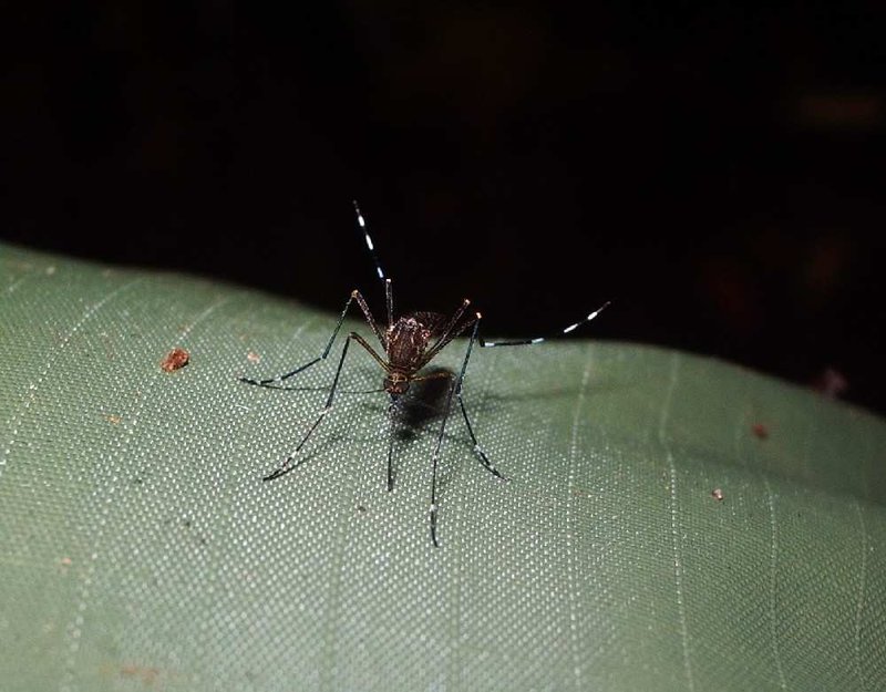 Zebra mosquito (Australia) Travellerspoint Travel Photography