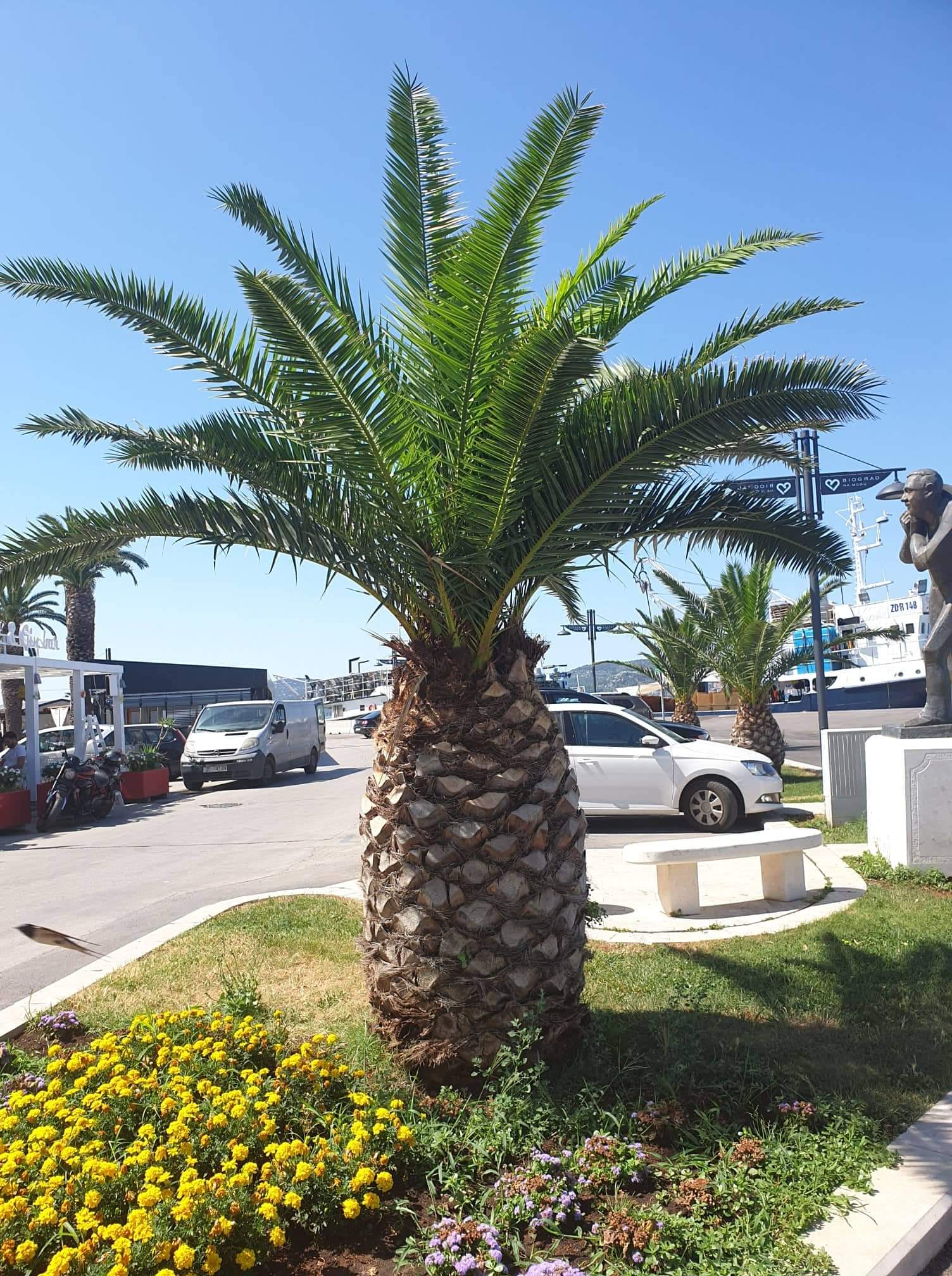 Beautiful Tropical exotic Palm trees Free Download Free photos