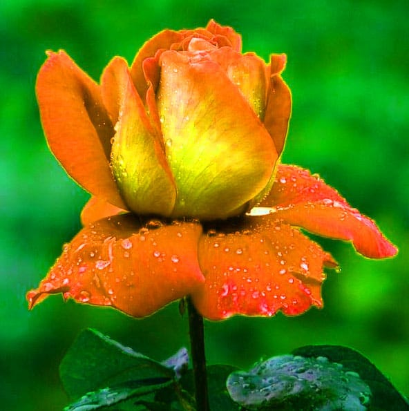 Beautiful Flowers Pic For Whatsapp Dp Best Flower Site