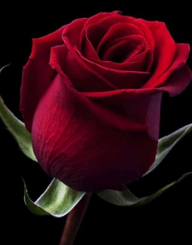 Beautiful Flowers Pic For Whatsapp Dp Best Flower Site