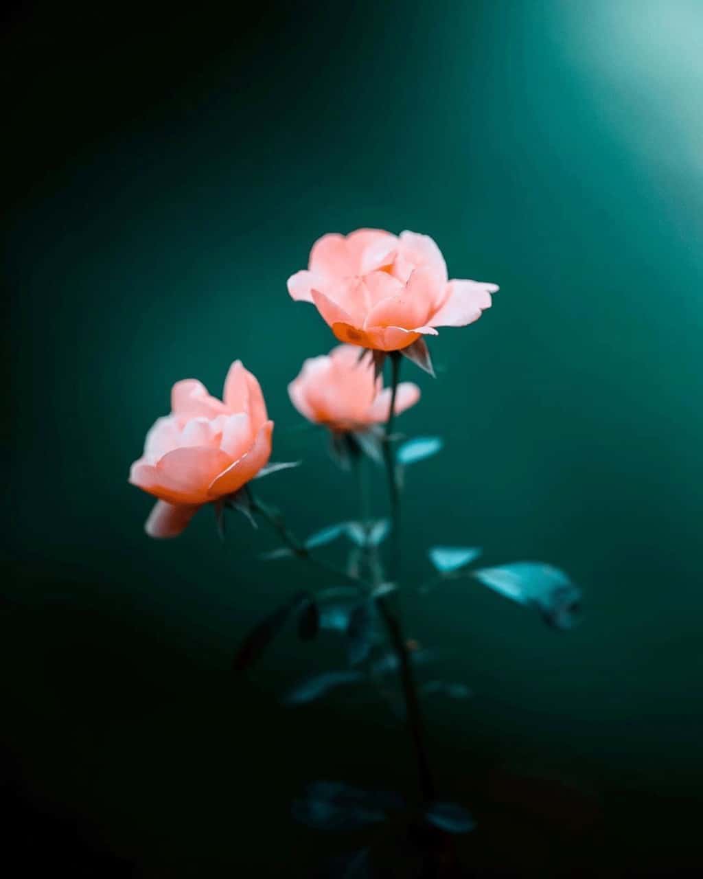 Full 4K Flower Images for DP Incredible Collection of Top 999+