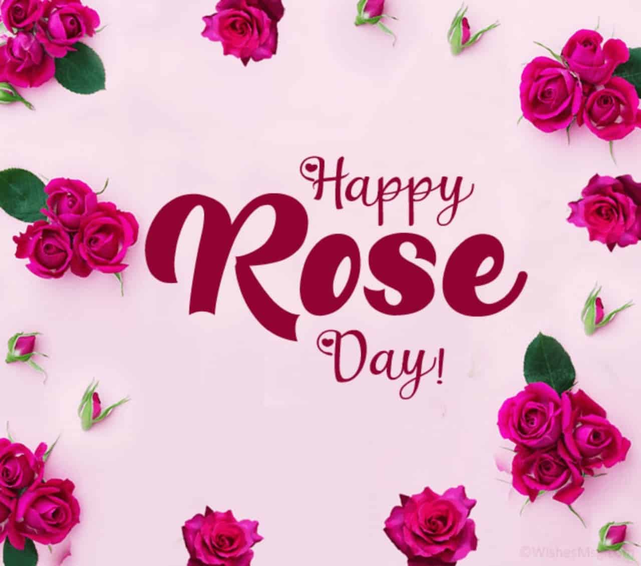 [50+] Rose Day Images 2023, Photos, Pics & Wallpaper (HD)