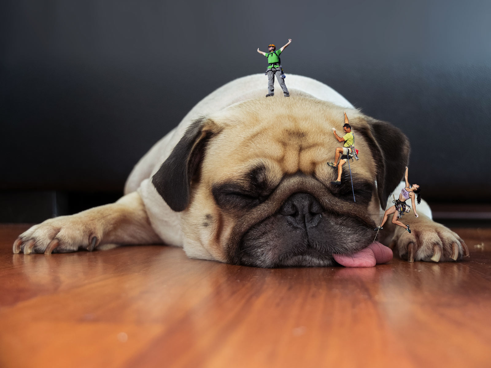 Dog Ideas PetsWall
