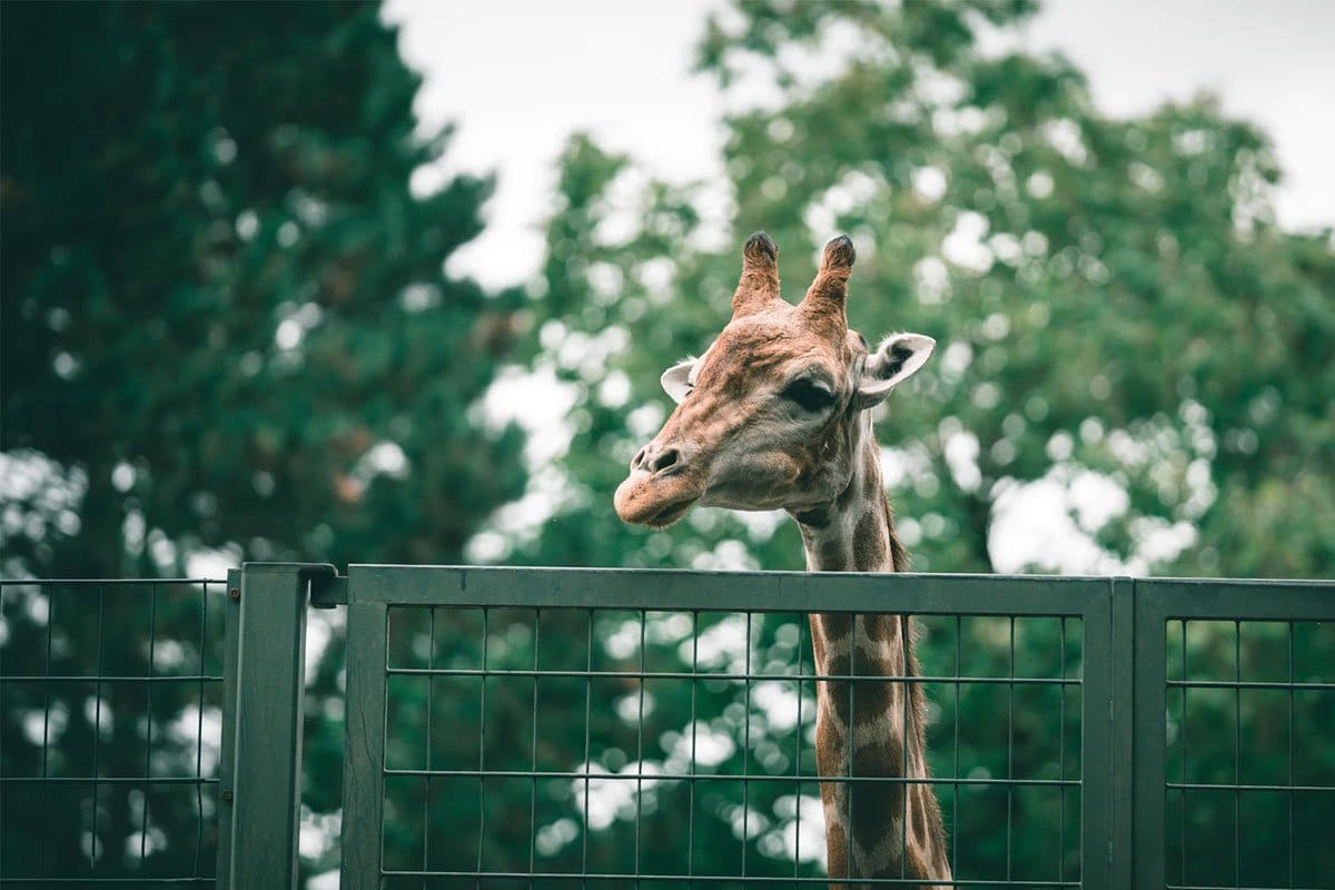 Zoo Photography Tips Photutorial