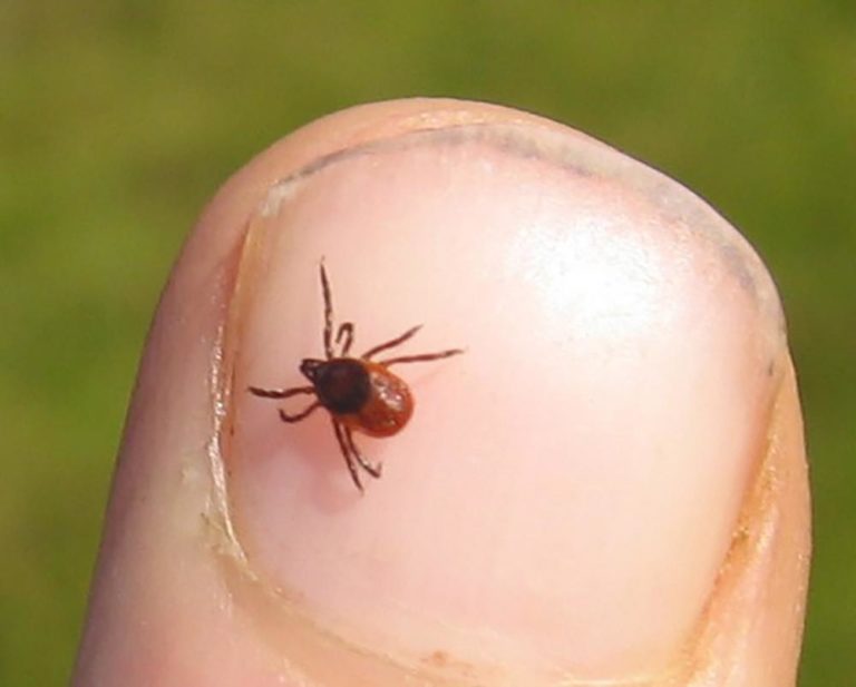 What to do about Ticks.. PHPetHorizons