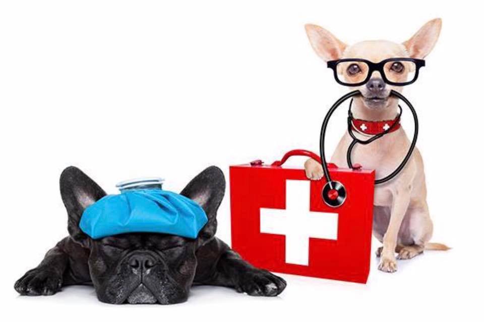 Medfield Park & Recreation Pet First Aid & CPR Classes